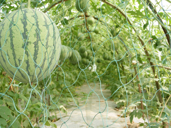 蔬菜基地